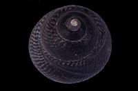 藏品(綠臍黑鐘螺)的圖片